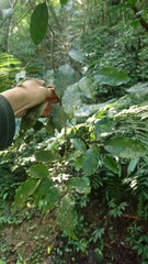 Glycosmis parviflora