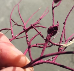 Conopea galeata