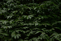 Elatostema platyphyllum