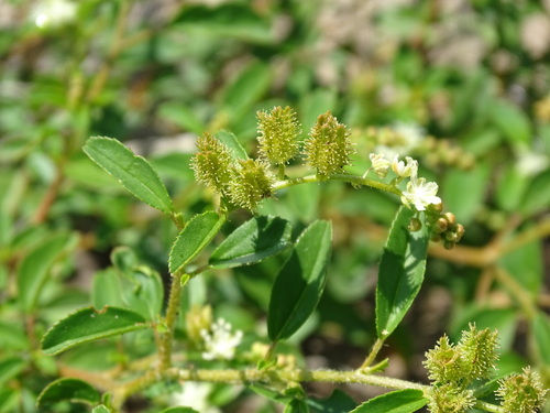 Image of Croton ovalifolius by (c) Alexis López Hernández, some rights reserved (CC BY)