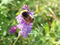 Bombus terricola image