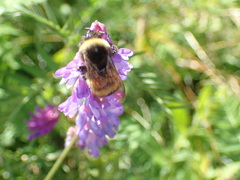 Bombus terricola image