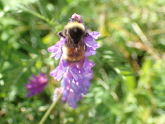 Bombus terricola image