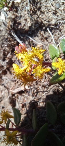 Soft Seacoral (Tetragonia herbacea)