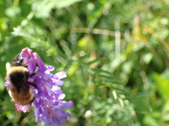 Bombus terricola image
