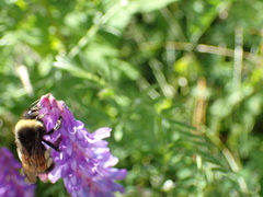 Bombus terricola image