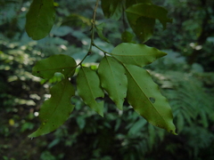 Glycosmis parviflora