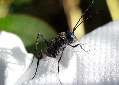 Blue-eyed ensign wasp