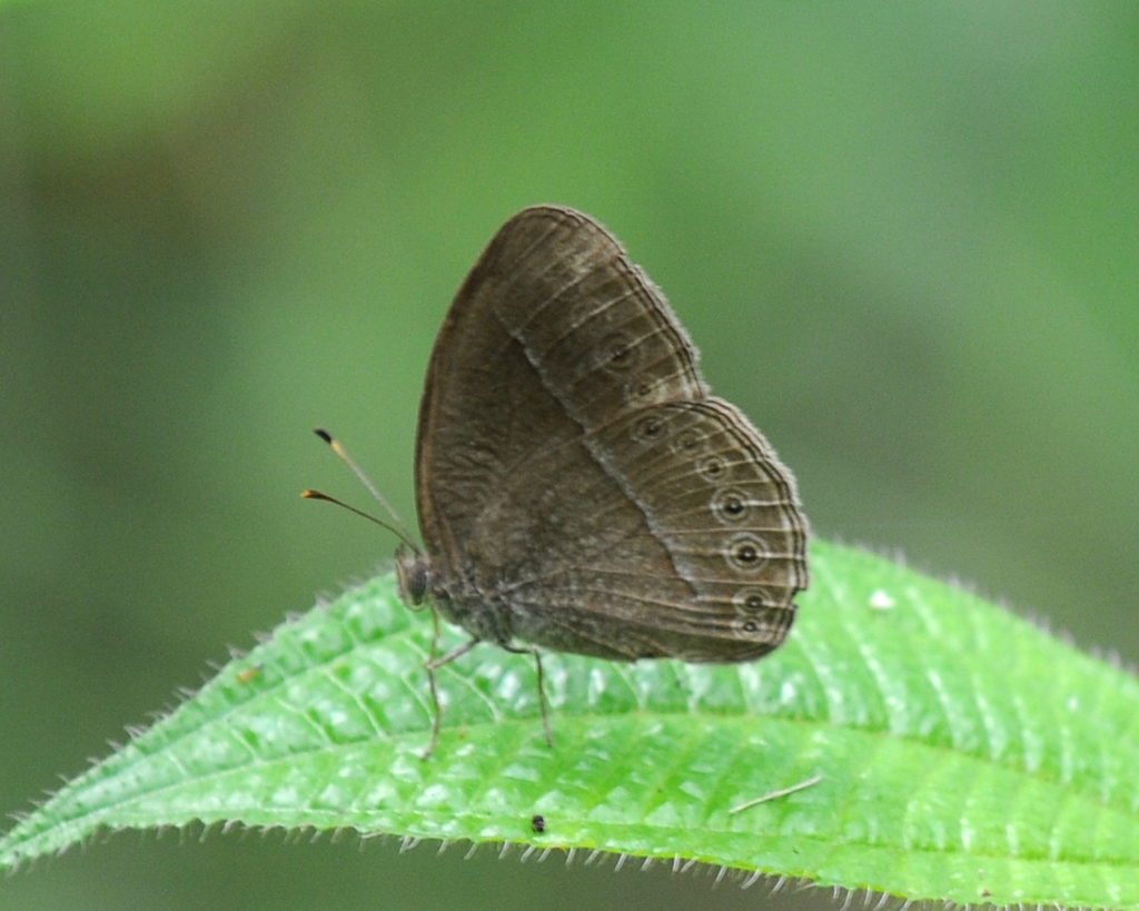 Common Bush Brown