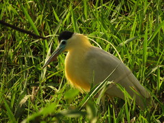 Pilherodius pileatus