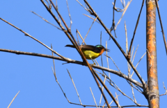 Chalcoparia singalensis