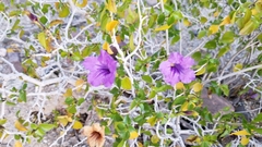 Ruellia californica peninsularis
