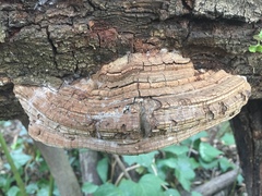 Laricifomes