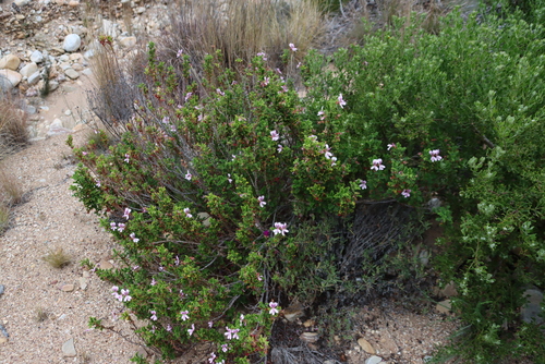 Image of Pelargonium Panduriforme (Pelargonium panduriforme) by (c) Tony Rebelo, some rights reserved (CC BY-SA)