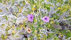 Ruellia californica peninsularis
