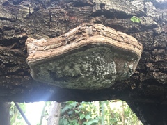 Laricifomes