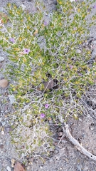 Ruellia californica peninsularis