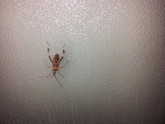 Leptoglossus occidentalis