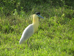 Pilherodius pileatus