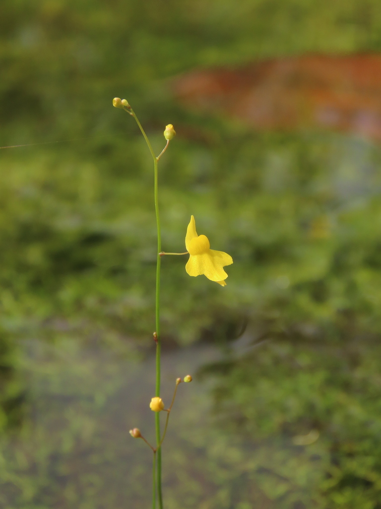 Utricularia trichophylla Spruce ex Oliv. 2