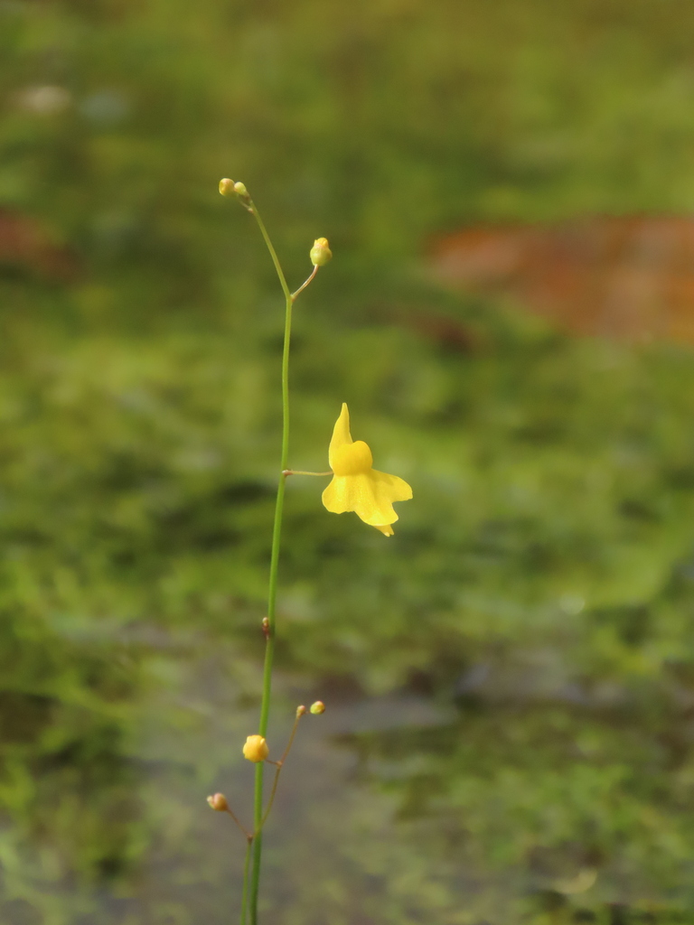 Utricularia trichophylla Spruce ex Oliv. 3