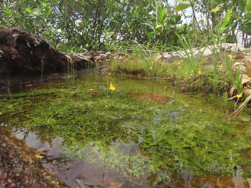 Utricularia trichophylla Spruce ex Oliv.