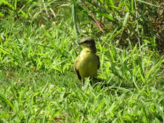 Machetornis rixosa