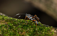 Agonocryptus discoidaloides