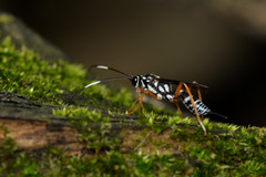 Agonocryptus discoidaloides