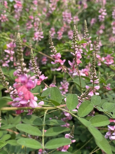 Indigofera tinctoria iNat (1)