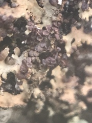 Frullania californica