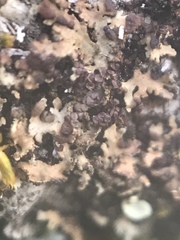 Frullania californica