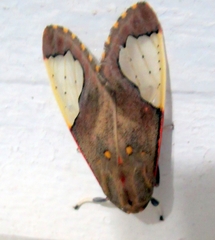 Bertholdia yashoquintela