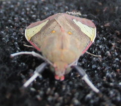 Bertholdia yashoquintela