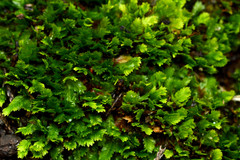 Fissidens obtusifolius