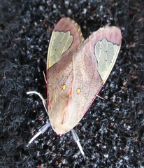 Bertholdia yashoquintela