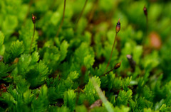 Fissidens obtusifolius