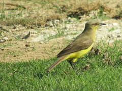 Machetornis rixosa