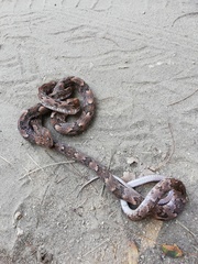 Trimorphodon biscutatus