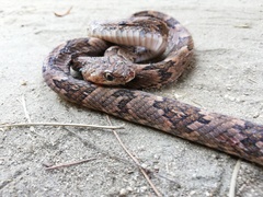 Trimorphodon biscutatus