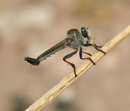 Efferia tuberculata