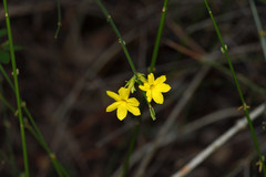 Jasminum nudiflorum