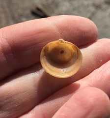 Divalinga quadrisulcata