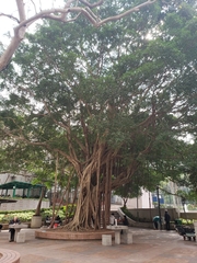 Ficus microcarpa
