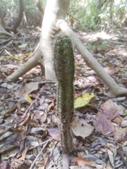 Acanthocereus oaxacensis