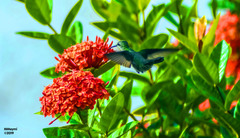 Anthracothorax dominicus