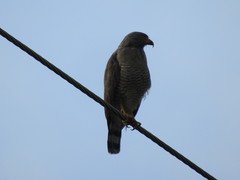 Rupornis magnirostris