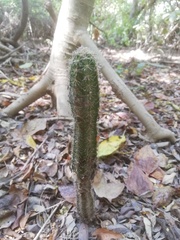 Acanthocereus oaxacensis