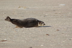 Pagophilus groenlandicus