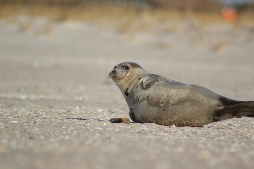 Harp Seal